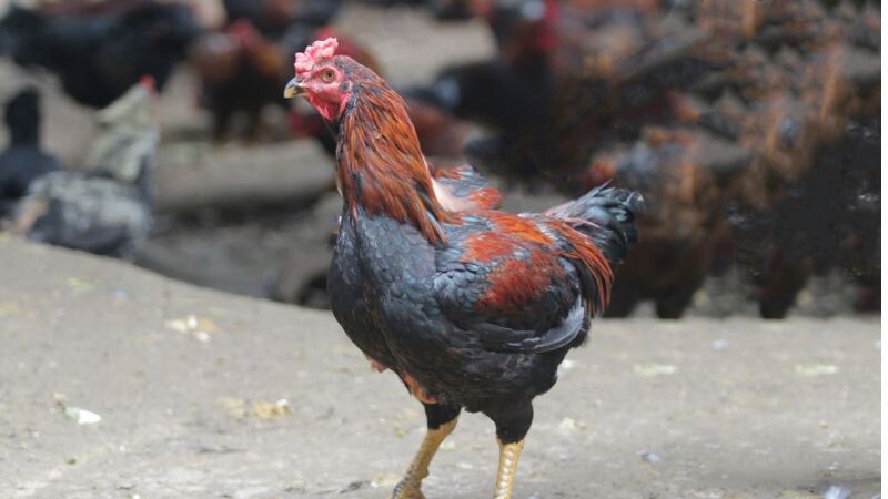 Gà lai chọi - liệu có phải là chiến kê sới đá gà 8 Điểm danh vài nhược điểm của những chú gà được lai tạo