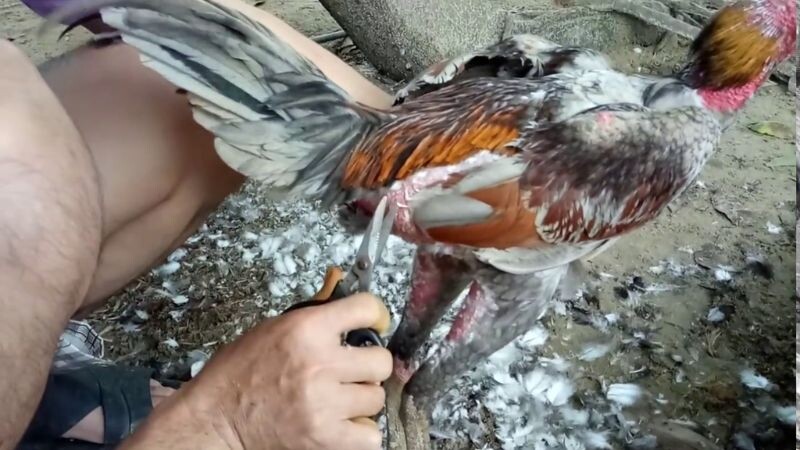 Kinh nghiệm cắt tỉa lông gà đá hàng đầu của SV66 7 Dọn dẹp áo giáp cho gà đến tận vùng phao câu