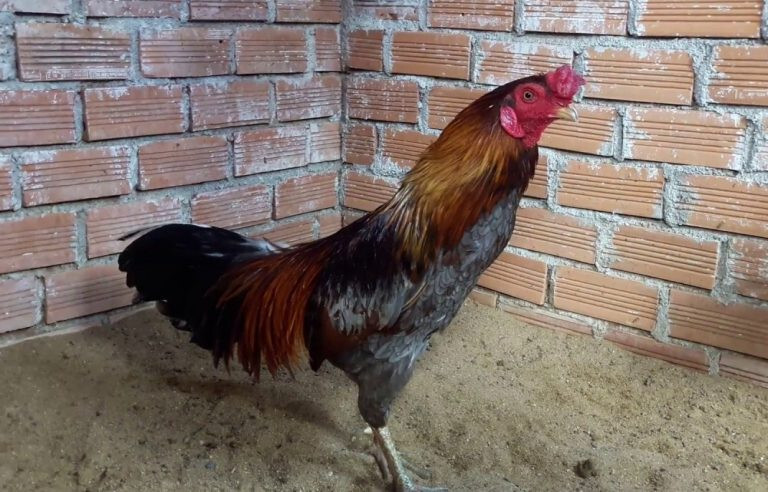 Xem lông gà chọi đá hay dở qua 13 màu sắc lông phổ biến 11 Gà bịp sẽ được đánh giá là thần kê khi có thân hình ngũ đoản, móng tím, chân xanh