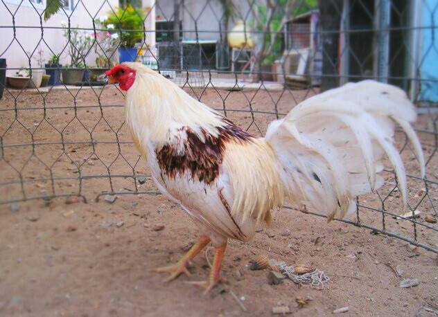 Xem lông gà chọi đá hay dở qua 13 màu sắc lông phổ biến 12 Gà bông trích sở hữu bộ lông màu đốm đẹp mắt và có mồng trích