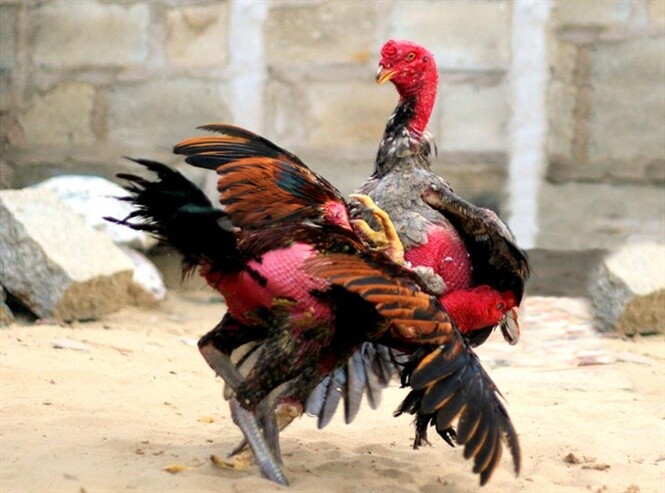 Tìm hiểu về gà chọi mắt ếch chi tiết nhất cho sư kê 9 Gà chọi mắt ếch cần phải đi kèm với màu lông phù hợp thì mới được đánh giá cao