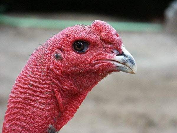 Tìm hiểu về gà chọi mắt ếch chi tiết nhất cho sư kê 6 Gà chọi mắt ếch thường sẽ sở hữu tròng mắt màu đen và mắt màu nâu