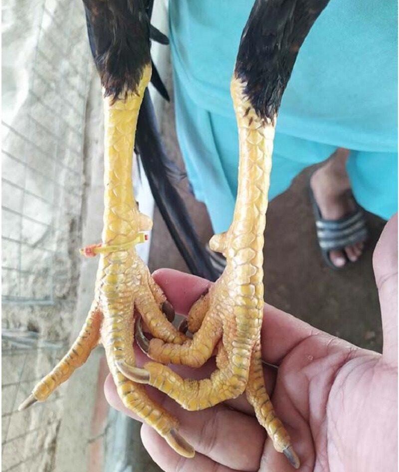 Gà đá chân cua là gì? Kinh nghiệm nuôi hiệu quả bạn đã biết 5 Gà đá chân cua đá có hay và hấp dẫn hay không?