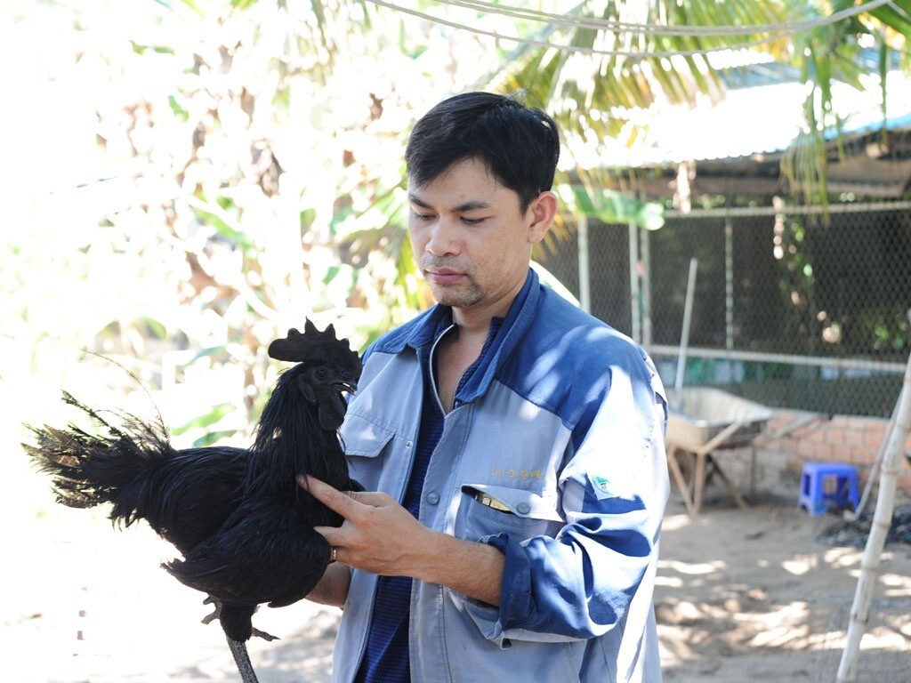 Gà đá mặt quỷ là gà gì? Hướng dẫn chăm sóc gà mặt quỷ 4 Gà đá mặt quỷ là giống gà nhập ngoại vào Việt Nam