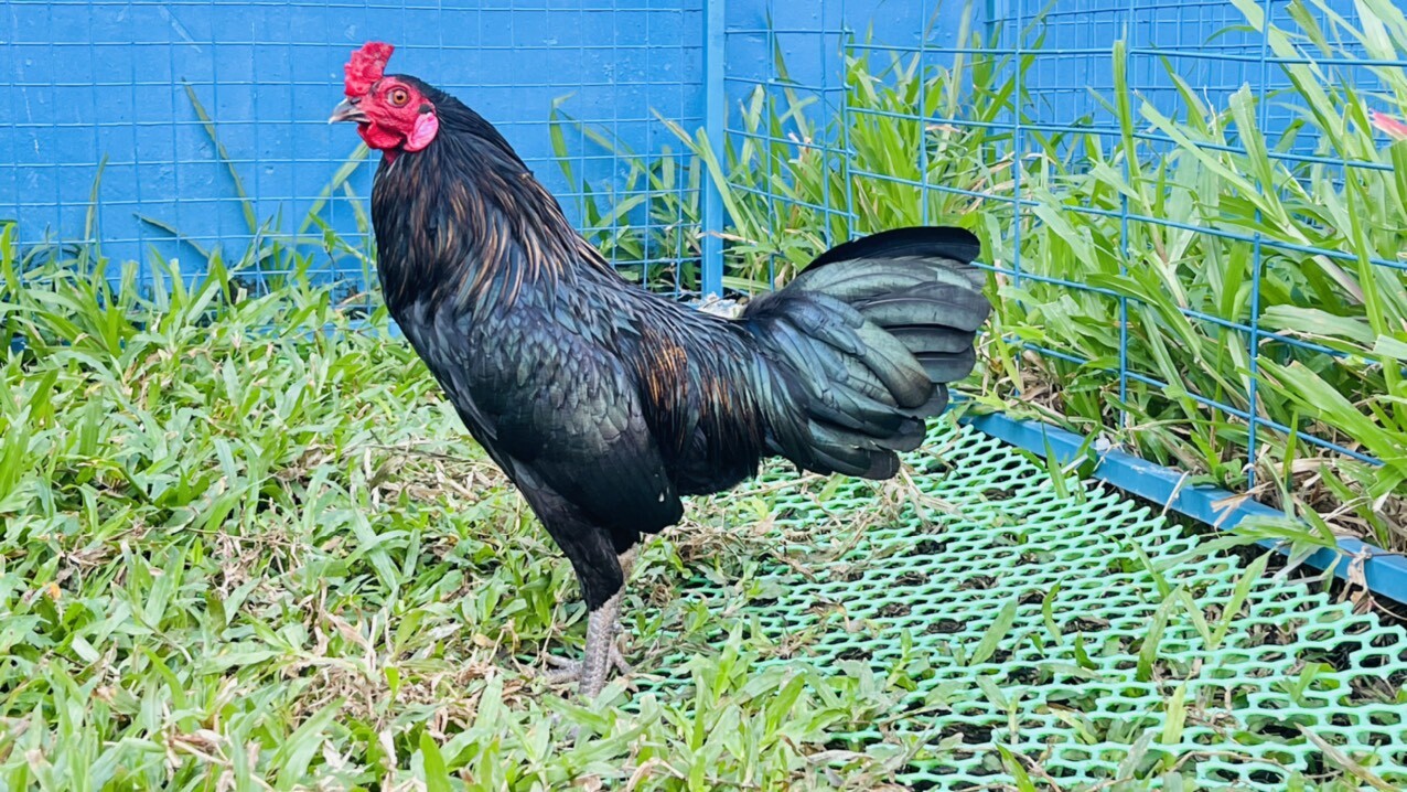 Gà Jap là gà gì? Hiện có những dòng gà Jap nổi bật nào? 5 Gà Jap được đánh giá là giống gà chọi tốt