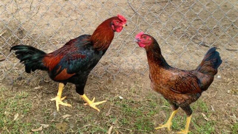 Gà kiến - "Đặc sản" đến từ Bình Định, Phú Yên 6 Gà kiến là những con gà có thân hình đẹp