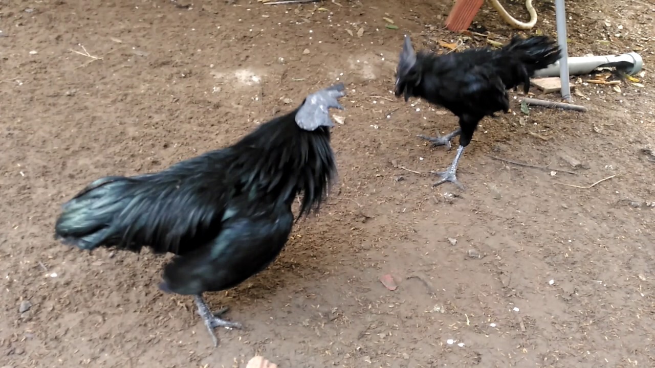 Gà đá mặt quỷ là gà gì? Hướng dẫn chăm sóc gà mặt quỷ 6 Gà mặt quỷ rất dễ bị bệnh nên cần được chăm sóc một cách kỹ lưỡng