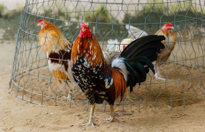 Bí quyết nuôi gà tre đá mau lớn, bách chiến bách thắng 5 Gà tre là gì? Đặc điểm của gà tre?