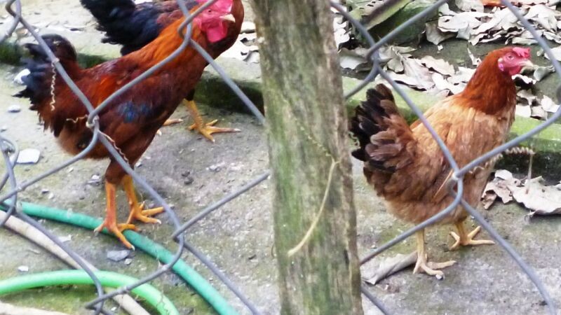 Gà kiến - "Đặc sản" đến từ Bình Định, Phú Yên 7 Gà trống mang sắc thái uy nghiêm, cựa dài