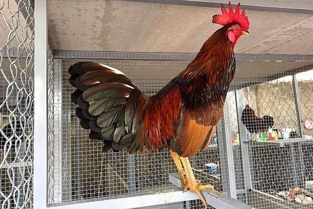 Chia sẻ những cách nuôi gà đá tới pin hiệu quả nhanh chóng 6 Giai đoạn vỗ béo gà