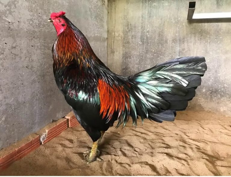 Xem lông gà chọi đá hay dở qua 13 màu sắc lông phổ biến 10 Khi xem lông gà chọi đá hay, gà hoe cũng được nhiều người lựa chọn