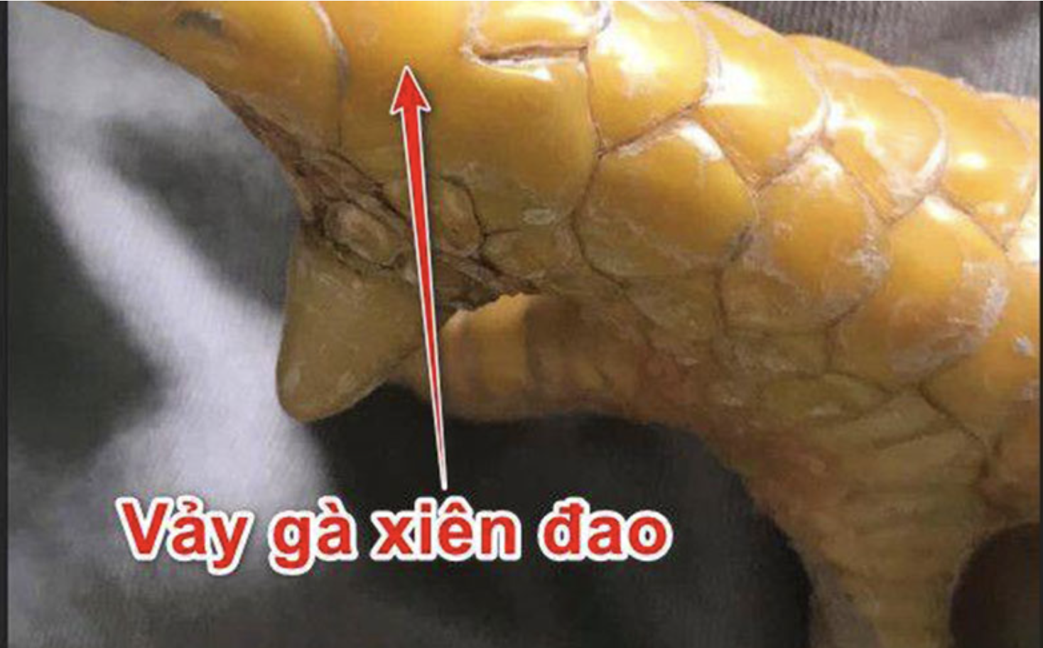 Vảy xuyên đao là gì? Gà có vảy xuyên đao đá có hay không? 7 Loại vảy gà xuyên đao nào tốt nhất hiện nay?