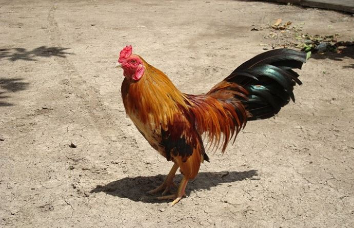 Bí quyết nuôi gà tre đá mau lớn, bách chiến bách thắng 8 Lưu ý khi nuôi gà tre đá