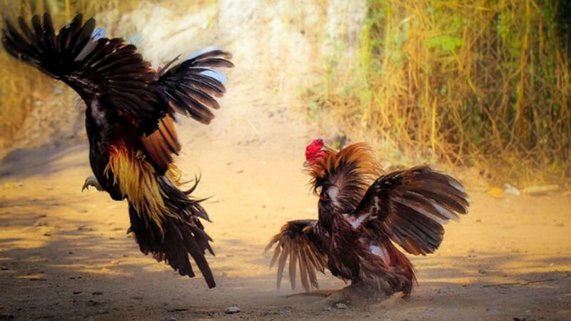 Cách làm gà chọi máu chiến cực đỉnh cho bet thủ tham khảo 8 Luyện tập là không thể thiếu trong quá trình giúp gà máu chiến hơn