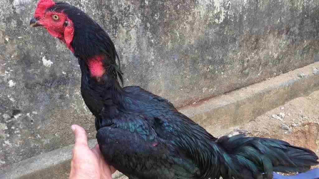 Tìm hiểu về gà chọi mắt ếch chi tiết nhất cho sư kê 7 Mí mắt của gà chọi mắt ếch thường rất dễ để nhận biết