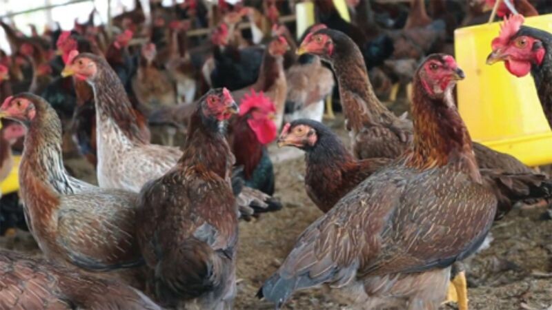 Gà kiến - "Đặc sản" đến từ Bình Định, Phú Yên 8 Mô hình nuôi gà kiến chưa quá phổ biến ở nước ta