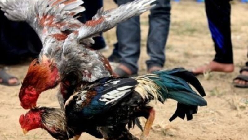 Cách làm gà chọi máu chiến cực đỉnh cho bet thủ tham khảo 5 Một số thông tin tổng quan về cách làm gà chọi máu chiến