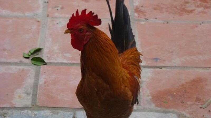 Gà kiến - "Đặc sản" đến từ Bình Định, Phú Yên 5 Một số thông tin về gà kiến cho anh em tham khảo