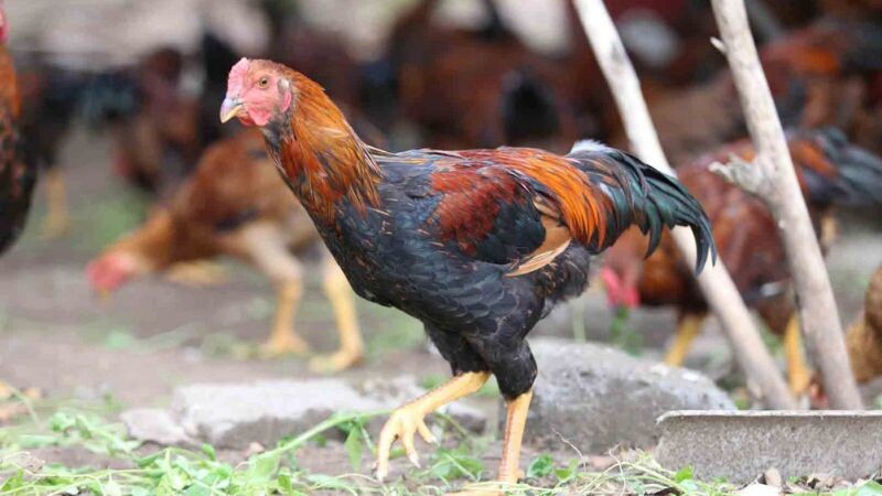 Gà lai chọi - liệu có phải là chiến kê sới đá gà 6 Một trong những ưu điểm của giống này là sự máu chiến được thừa hưởng