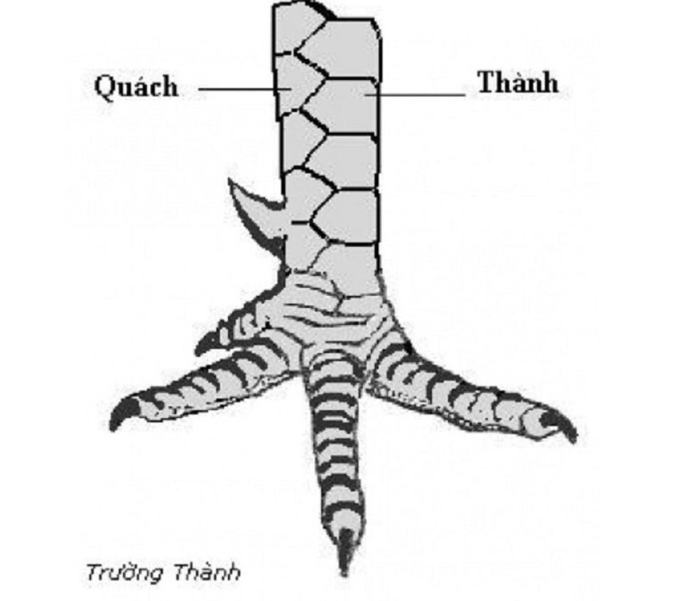 Danh sách những vảy gà quý hiếm nhất hiện nay của gà chọi 7 Nếu chiến kê có vảy trường thành có thể được xếp vào hàng Quý kê.