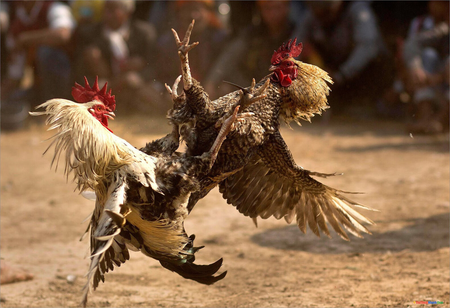 Gà chọi đá mé, đòn dọc là gì? Cách nhận biết dễ dàng 5 Nhận biết gà chọi đá mé, đòn dọc thông qua những đặc điểm của gà chọi đá mé, gà chọi đòn dọc