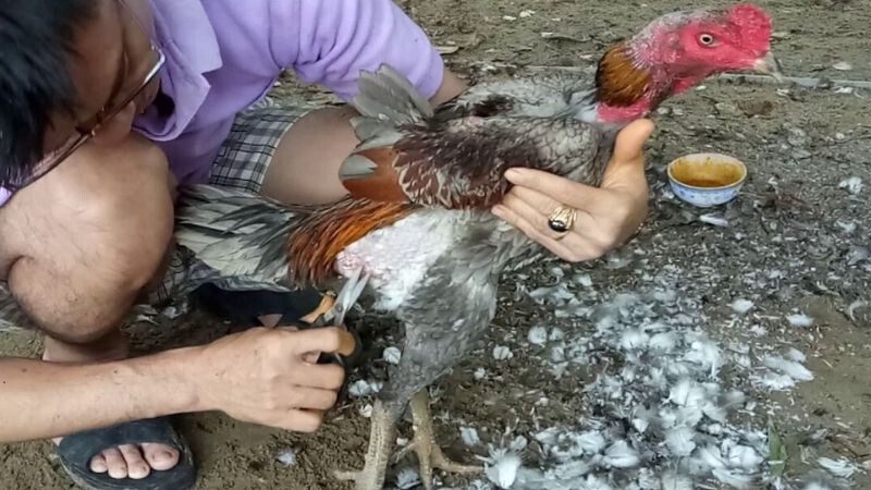 Kinh nghiệm cắt tỉa lông gà đá hàng đầu của SV66 5 Những lợi ích không thể bỏ qua khi cắt tỉa lông gà đá