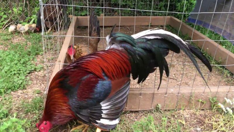 Gà Cuban - chiến thần sới chọi đầy hấp dẫn 8 Những lý do khiến trận chiến gà Cuban luôn được yêu thích