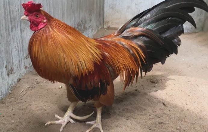 Chia sẻ những cách nuôi gà đá tới pin hiệu quả nhanh chóng 7 Phòng bệnh cho chiến kê trong cách nuôi gà đá tới pin