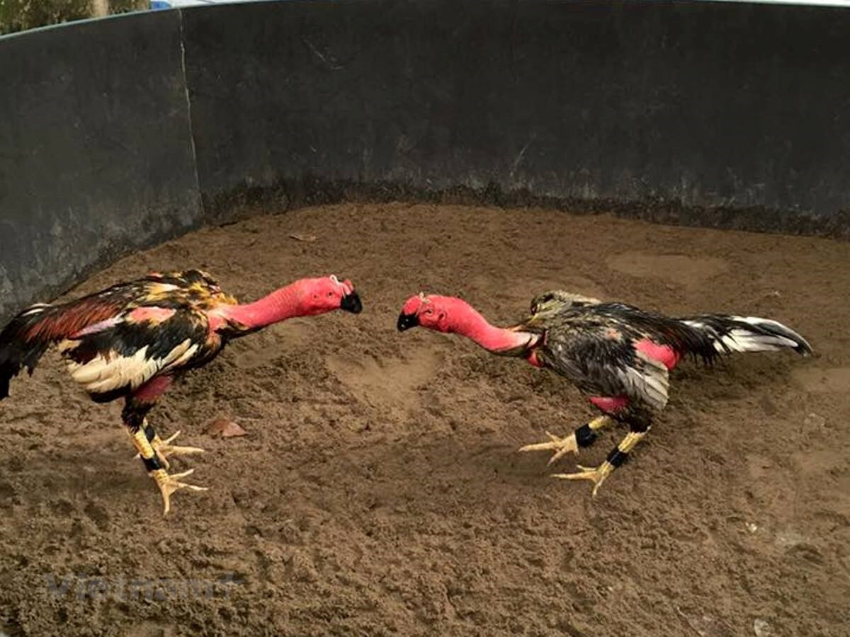 Chia sẻ cách vần gà chọi chiến hay nhất sư kê nên biết 5 Tại sao nên vần gà chọi chiến? Tác dụng của vần gà chọi là gì?