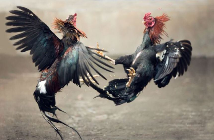 Tổng hợp các thế đá của gà chọi thường gặp nhất 6 Thế mang lên mang xuống