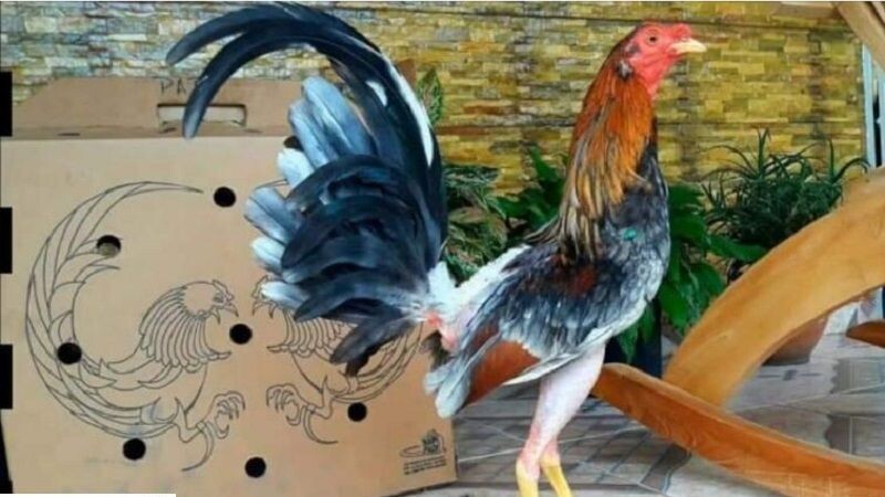 Gà Cuban - chiến thần sới chọi đầy hấp dẫn 5 Thông tin cơ bản về những chiến kê Cuban