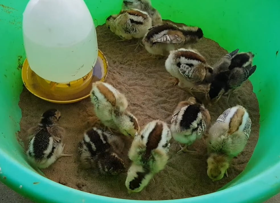 Bí quyết nuôi gà con khỏe mạnh sư kê nên biết 8 Thức ăn cho gà con