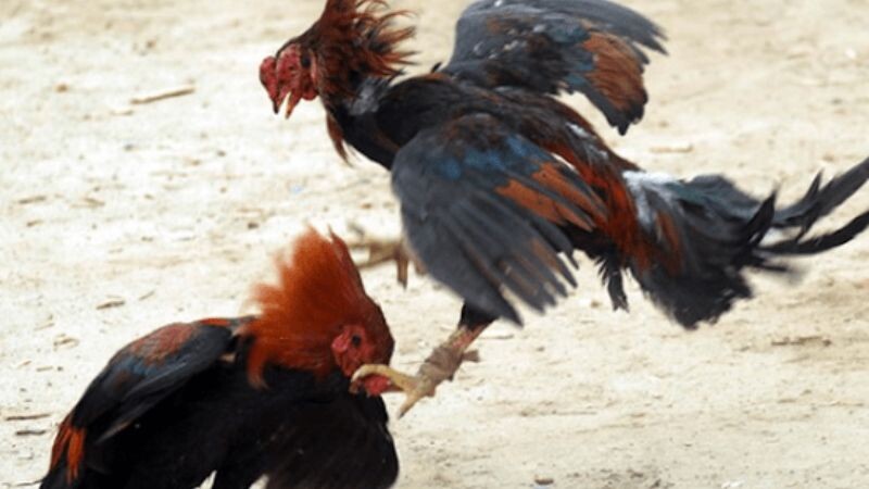 Cách làm gà chọi máu chiến cực đỉnh cho bet thủ tham khảo 6 Thức ăn là phương pháp lâu dài và hiệu quả cao