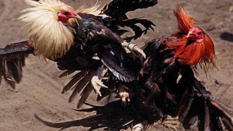 Cách làm gà chọi máu chiến cực đỉnh cho bet thủ tham khảo 7 Thuốc tăng bo nên dùng cho những trận đấu có thời gian chuẩn bị ngắn