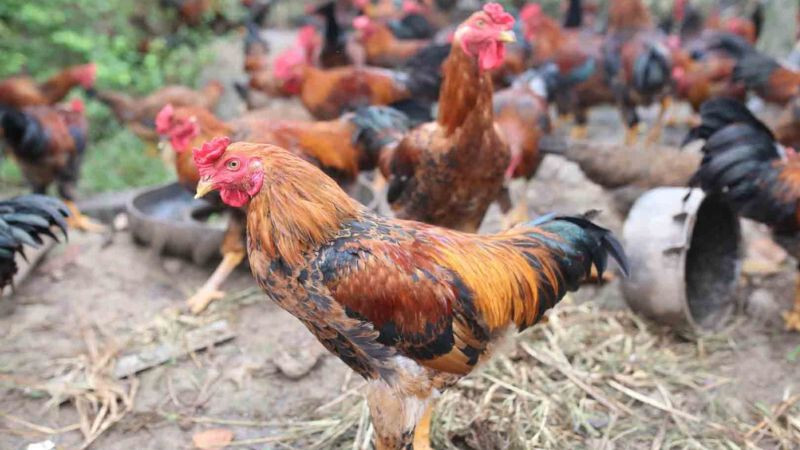 Gà lai chọi - liệu có phải là chiến kê sới đá gà 5 Tìm hiểu qua vài thông tin về gà lai chọi ngay