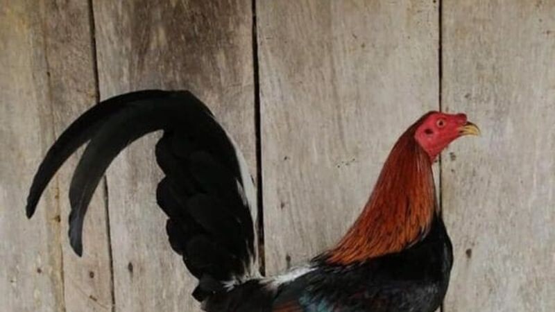 Gà Cuban - chiến thần sới chọi đầy hấp dẫn 6 Tìm hiểu qua về hình dáng của loại gà này ngay