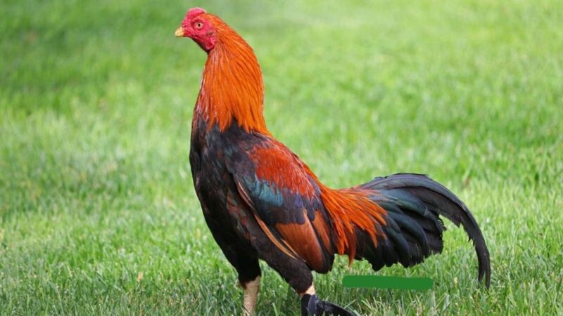 Tìm hiểu ngay về giống gà asil Mỹ - huyền thoại sới gà 5 Tìm hiểu vài nét thông tin về gà asil Mỹ