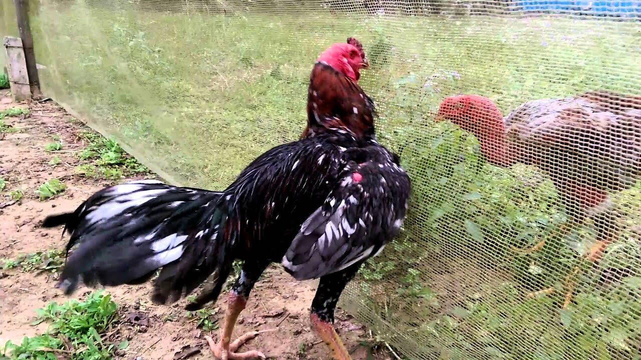 Chia sẻ cách vần gà chọi chiến hay nhất sư kê nên biết 4 Tìm hiểu vần gà chọi chiến là gì?