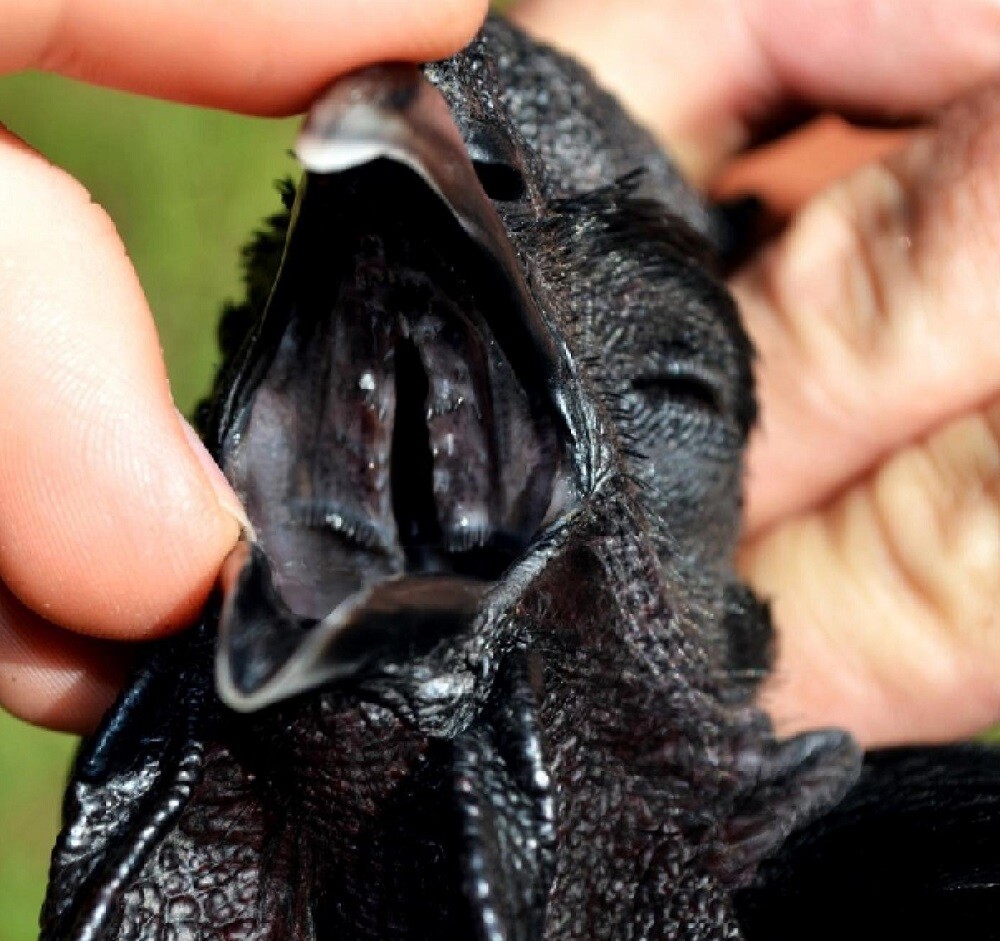 Gà đá mặt quỷ là gà gì? Hướng dẫn chăm sóc gà mặt quỷ 5 Toàn bộ thân của gà mặt quỷ đều có màu đen