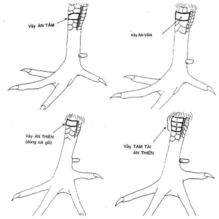 Tổng hợp các loại vảy gà chọi thần kê quý nhất 8 Tổng hợp các loại vảy gà chọi thần kê quý nhất