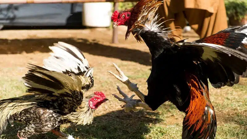 Tổng hợp các thế đá của gà chọi thường gặp nhất 4 Tổng hợp các thế đá của gà chọi phổ biến nhất hiện nay