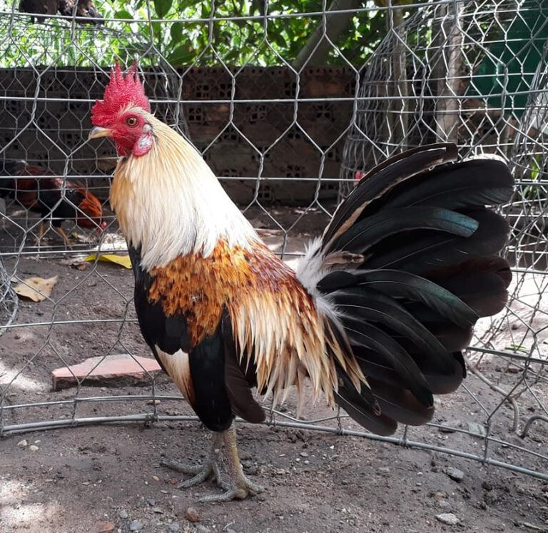 Xem lông gà chọi đá hay dở qua 13 màu sắc lông phổ biến 9 Trong cách xem lông gà chọi đá hay thì gà chuối luôn được đánh giá là không quá tốt