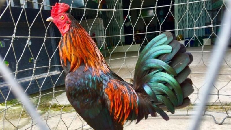 Tìm hiểu ngay về giống gà asil Mỹ - huyền thoại sới gà 8 Tuỳ nhu cầu mà anh em có thể quyết định nuôi chúng hay không