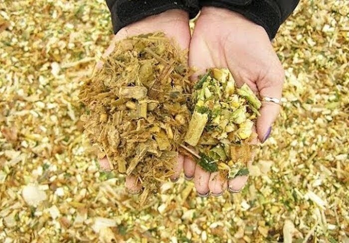 Hướng dẫn cách cho gà ăn thân cây chuối đúng cách nhất 9 Tùy vào mục đích nuôi gà mà cho gà ăn thân cây chuối theo chế độ khác nhau