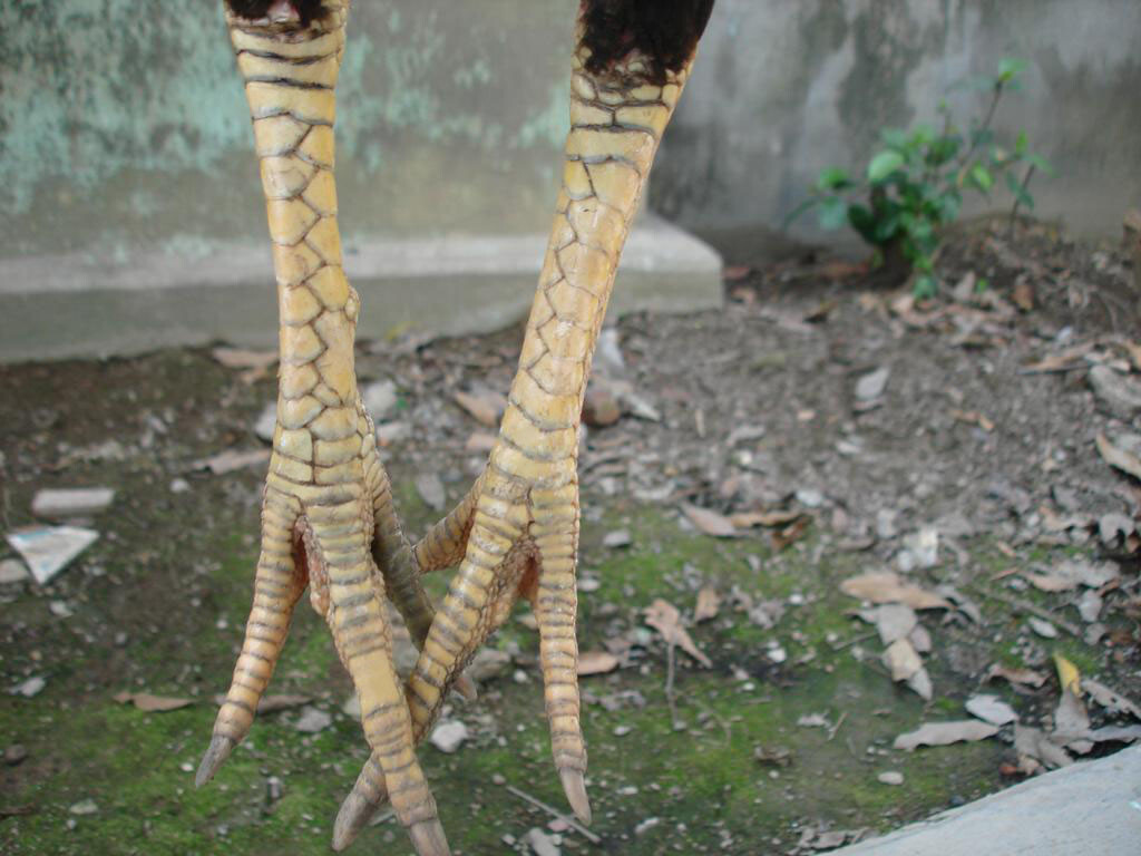 Danh sách những vảy gà quý hiếm nhất hiện nay của gà chọi 6 Vảy gà án thiên giúp chiến kê có được những cú đá mạnh, hạ gục tất cả các đối thủ ngay tức khắc