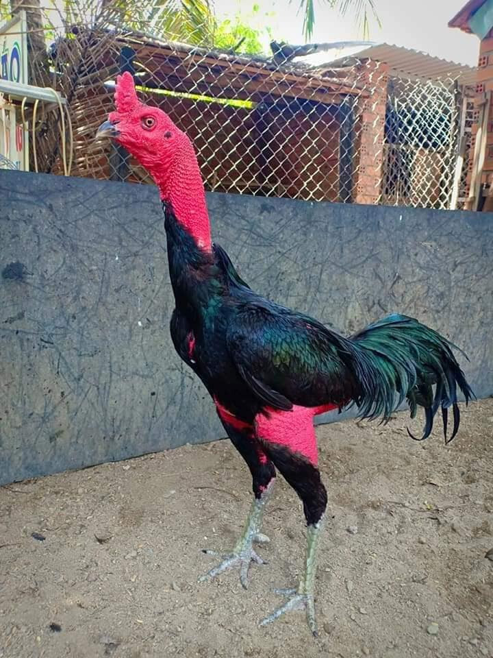 Tổng hợp các loại vảy gà chọi thần kê quý nhất 7 Vảy gà chọi thần kê có đặc điểm như nào?