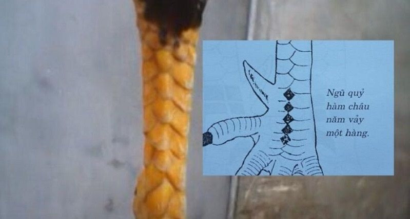 Danh sách những vảy gà quý hiếm nhất hiện nay của gà chọi 5 Vảy gà ngũ quỷ được xếp vào loại vảy quý hiếm nhất