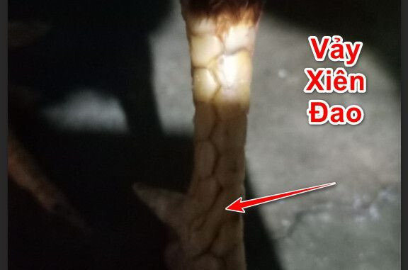 Vảy xuyên đao là gì? Gà có vảy xuyên đao đá có hay không? 5 Vảy gà xuyên đao hay còn gọi là vảy xiên đao
