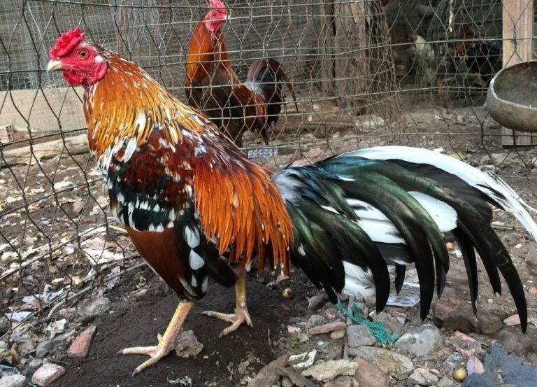 Xem lông gà chọi đá hay dở qua 13 màu sắc lông phổ biến 7 Xem lông gà chọi đá hay dở là điều rất phổ biến hiện nay