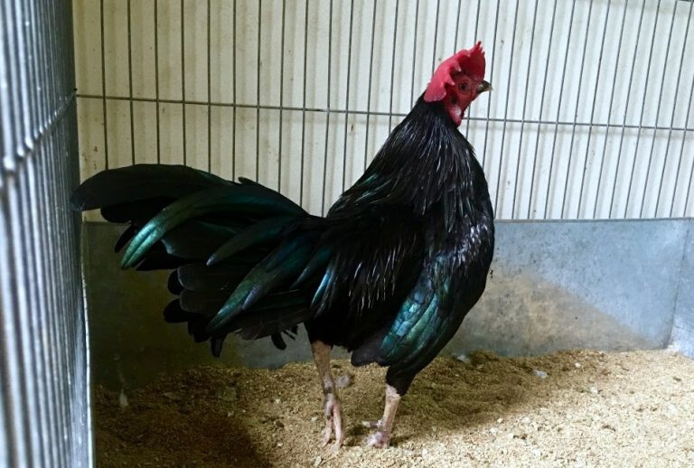 Xem lông gà chọi đá hay dở qua 13 màu sắc lông phổ biến 8 Xem lông gà chọi đá hay dở qua lông màu ô được áp dụng rất nhiều